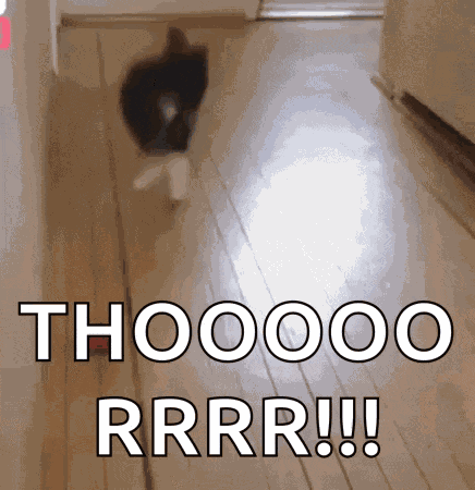 Cat Jumping GIF