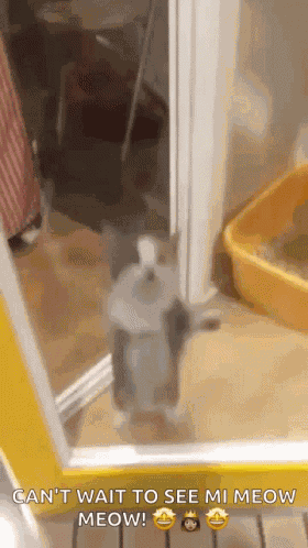 Cat Jumping GIF