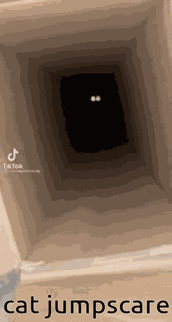 Cat Jumpscare GIF