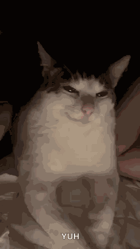 Cat Kat GIF