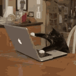Cat Keyboard GIF
