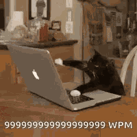 Cat Keyboard GIF