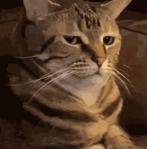 Cat Kid Retekmacska GIF