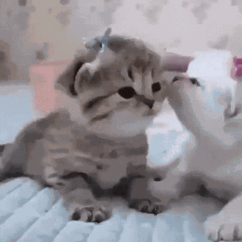 Cat Kiss Kitten Kiss GIF