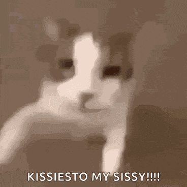 Cat Kiss GIF