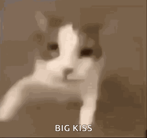 Cat Kiss GIF