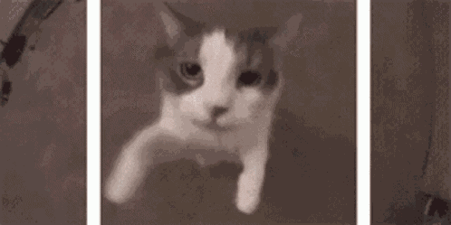 Cat Kiss GIF