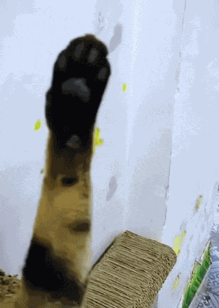 Cat Kitten GIF