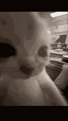 Cat Kitten GIF