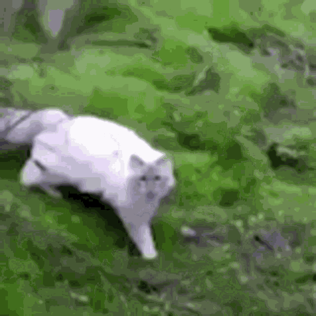 Cat Kitten GIF