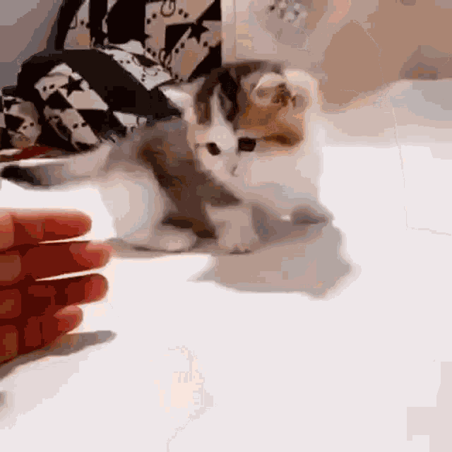 Cat Kitten GIF