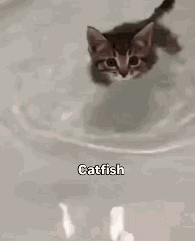 Cat Kitten GIF