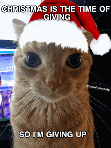 Cat Kitten Meme
