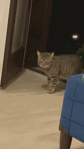 Cat Kitten GIF