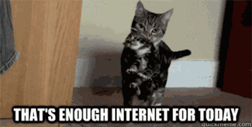 Cat Kitten GIF