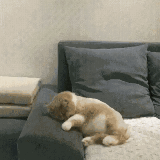 Cat Kitten GIF