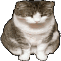 Cat Kitten Sticker