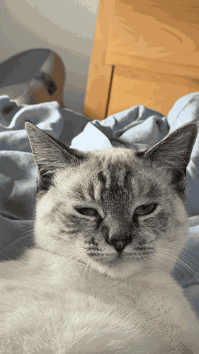 Cat Kitten GIF