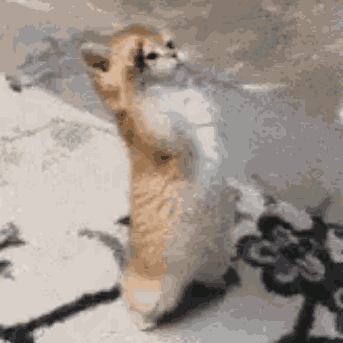 Cat Kitten GIF