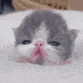 Cat Kitten GIF