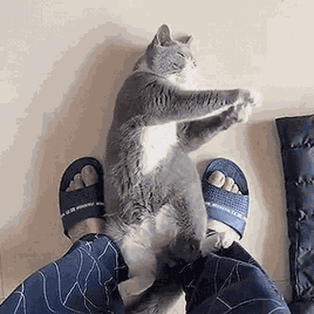 Cat Kitty GIF