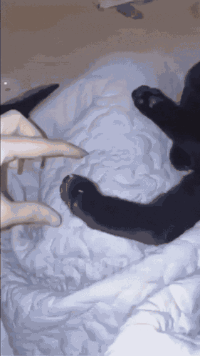 Cat Kitty GIF