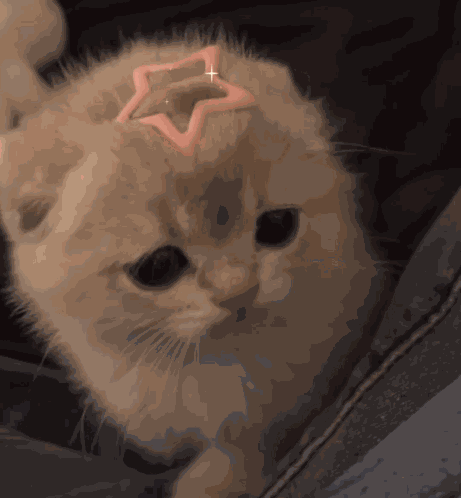 Cat Kitty GIF
