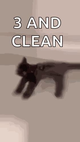Cat Kitty Cat GIF