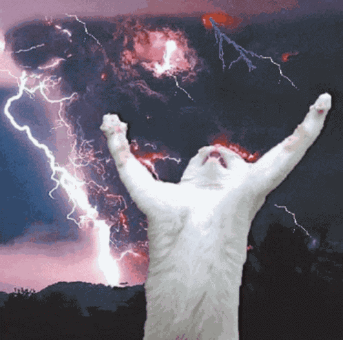 Cat Kitty GIF