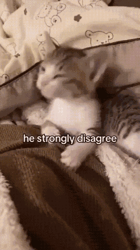 Cat Kitty GIF