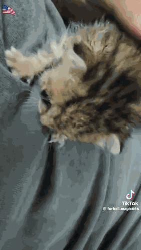 Cat Kitty GIF