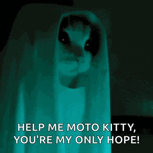 Cat Kitty GIF