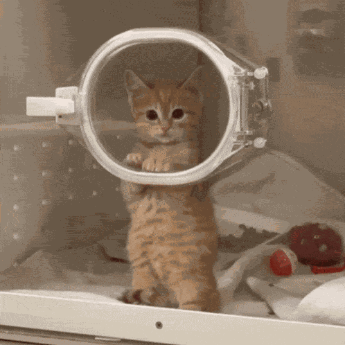 Cat Kitty GIF
