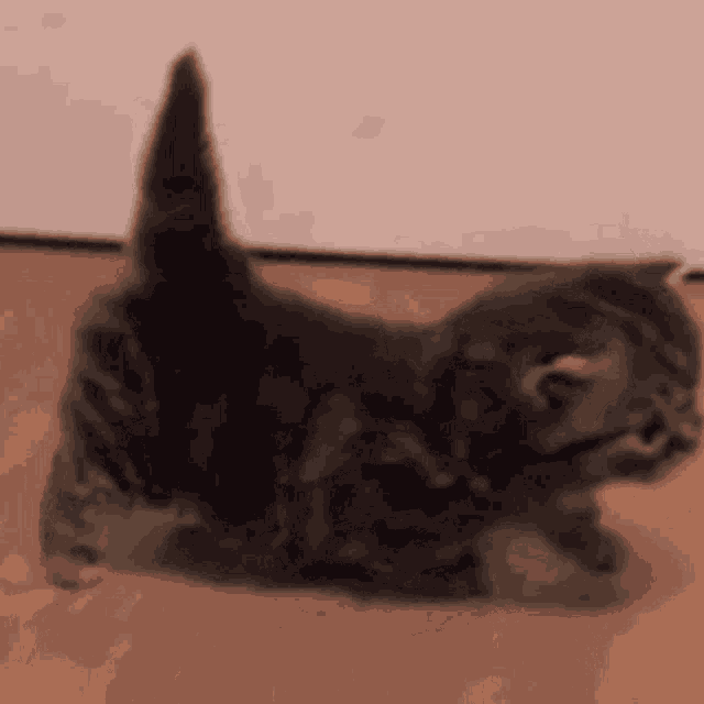 Cat Kitty GIF