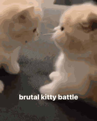 Cat Kitty GIF