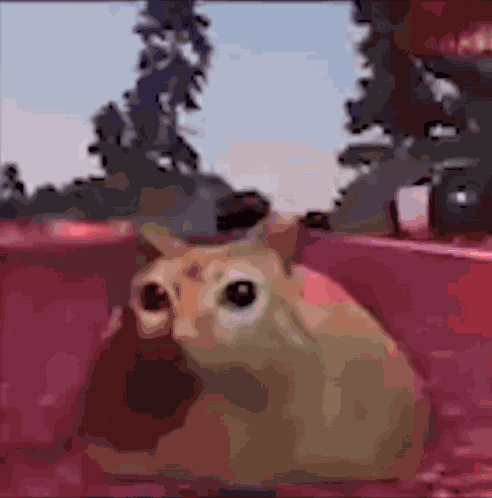 Cat Kitty GIF