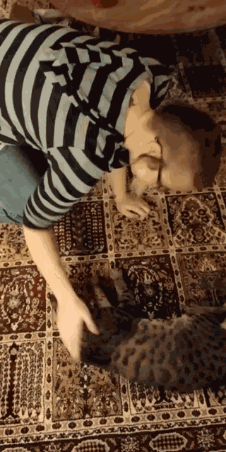 Cat Kitty GIF