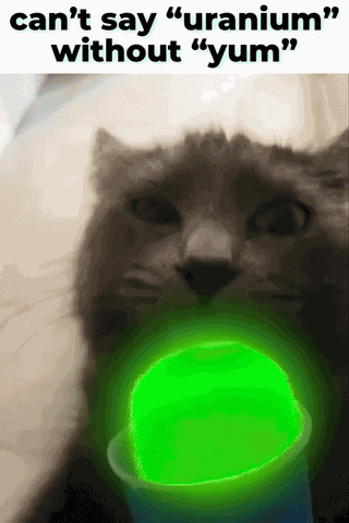 Cat Kitty GIF