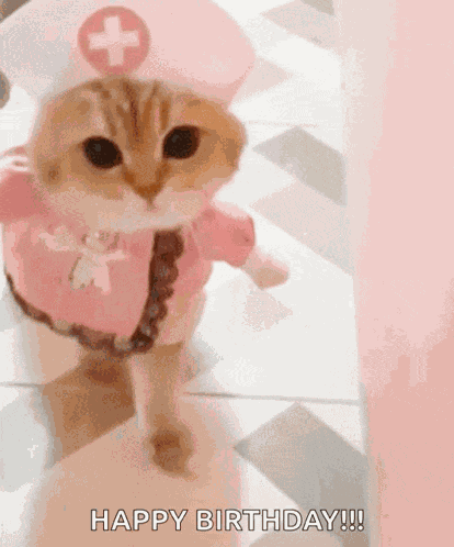 Cat Kitty GIF
