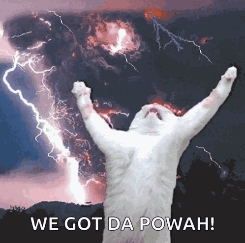 Cat Kitty GIF