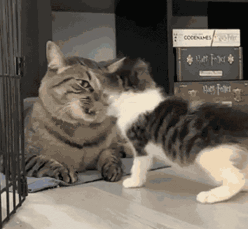 Cat Kitty GIF