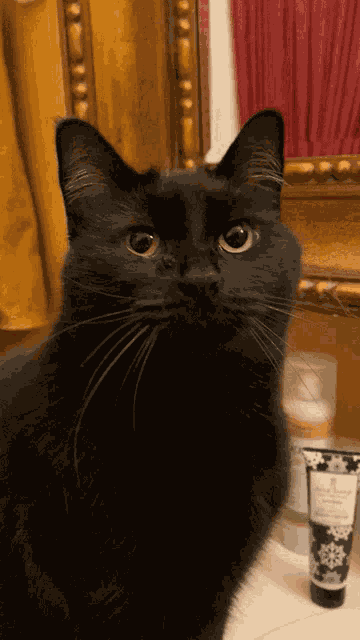 Cat Kitty GIF