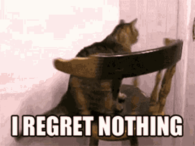 Cat Kitty GIF