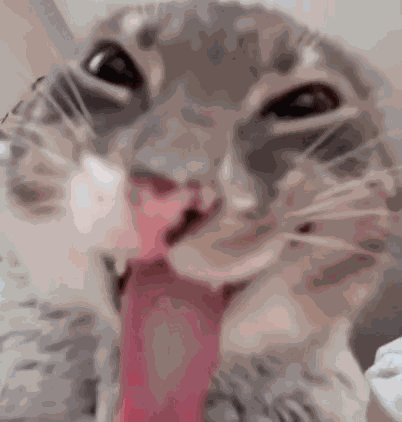Cat Kitty GIF