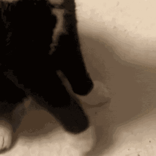 Cat Kitty GIF