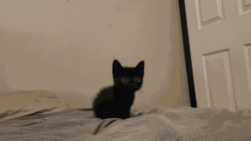 Cat Kitty GIF