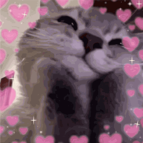 Cat Kitty GIF