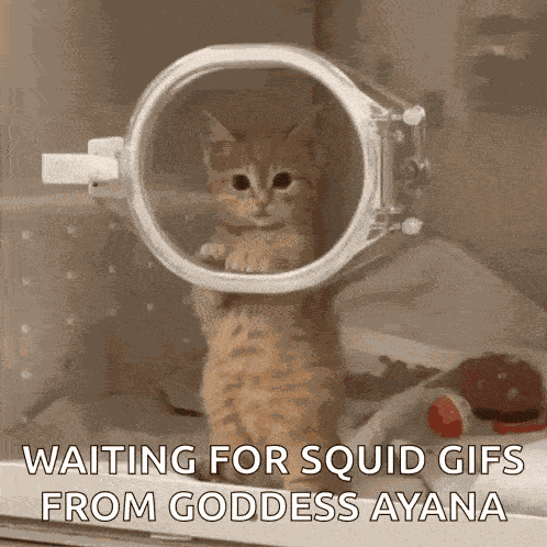 Cat Kitty GIF