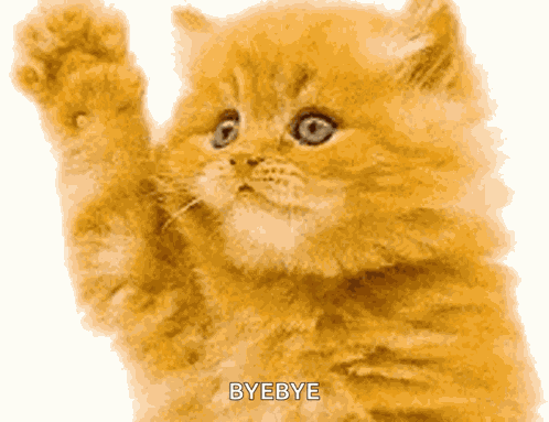 Cat Kitty GIF