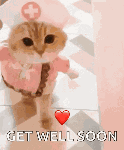 Cat Kitty GIF